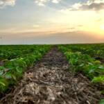 Pesquisa da Fundação Rio Verde apresenta efeito de produtos foliares na nutrição da soja na safra 2025/2026