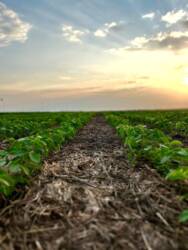 Pesquisa da Fundação Rio Verde apresenta efeito de produtos foliares na nutrição da soja na safra 2025 2026