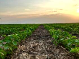 Pesquisa da Fundação Rio Verde apresenta efeito de produtos foliares na nutrição da soja na safra 2025 2026