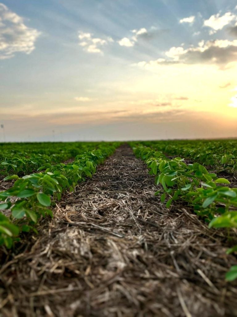 Pesquisa da Fundação Rio Verde apresenta efeito de produtos foliares na nutrição da soja na safra 2025/2026