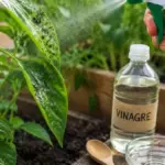 Vinagre combate pulgões com solução caseira segura
