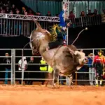 Sorriso recebe etapa decisiva da Festa do Peão de Barretos Brazil com premiação recorde de R$ 500 mil
