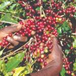 Ritmo da colheita de café está abaixo do observado em anos anteriores