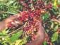 Ritmo da colheita de café está abaixo do observado em anos anteriores