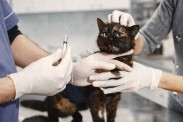 Saúde animal começa pela prevenção e passa pela vacinação   Pexels (1)