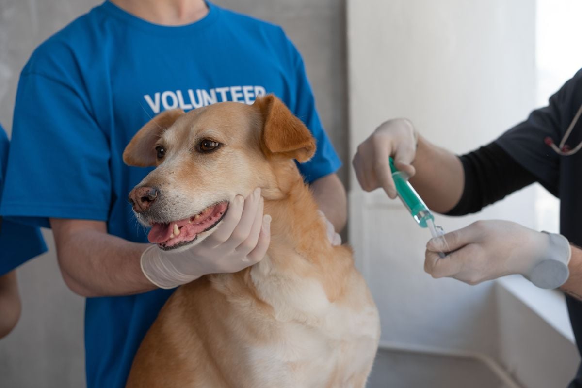 Saúde animal começa pela prevenção e passa pela vacinação   Pexels (2)