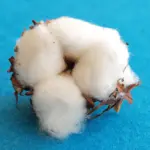 O paradoxo do algodão em Mato Grosso: Estado tenta deixar de ser mero exportador de pluma para virar potência têxtil