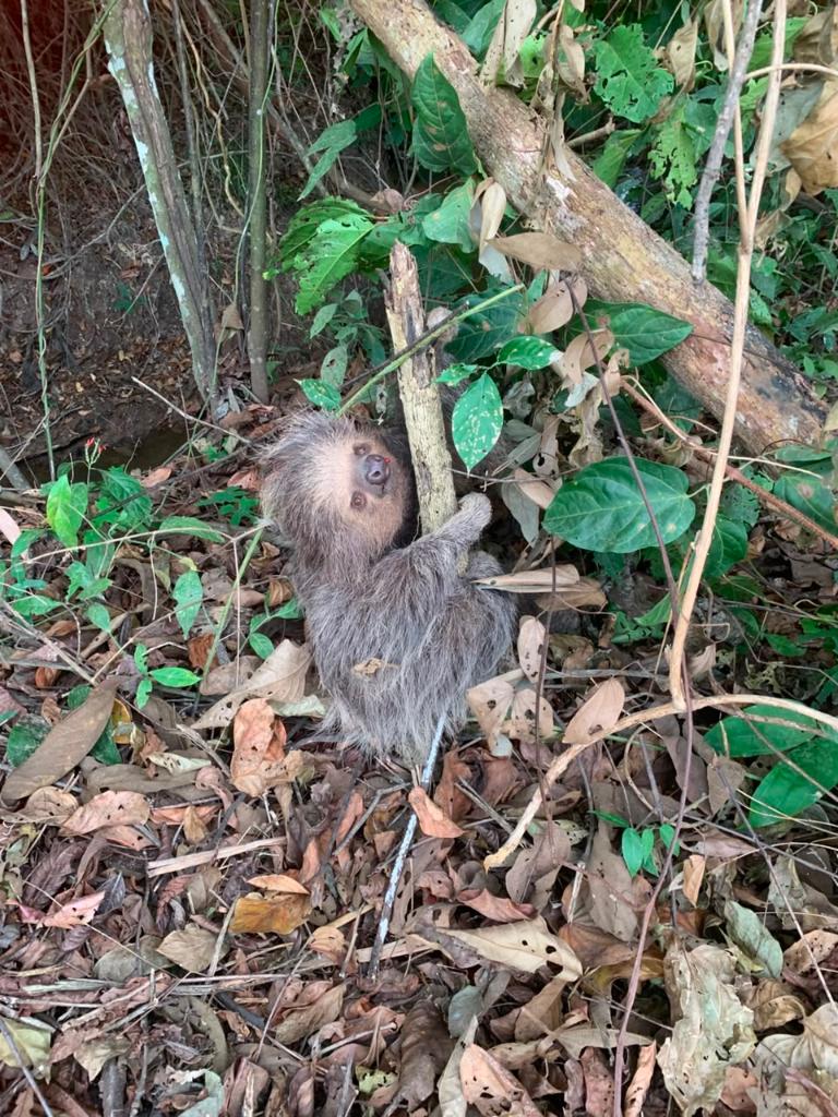 Bicho preguiça se segurando em galho