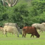 Pecuária de Mato Grosso inicia segundo semestre com mercado atento à oferta de animais