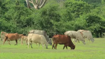 Pecuária de Mato Grosso inicia segundo semestre com mercado atento à oferta de animais