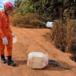 Bombeiros resgatam lagarto teiú em residência de Campo Verde
