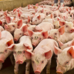 Suinocultura em MT: O abismo da conectividade entre a produtividade recorde e a tecnologia de ponta