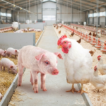 Custos de produção de frango e suíno apresentam trajetórias distintas em junho