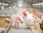 Custos de produção de frango e suíno apresentam trajetórias distintas em junho