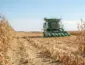 Produção recorde em Mato Grosso alavanca colheita do milho no país