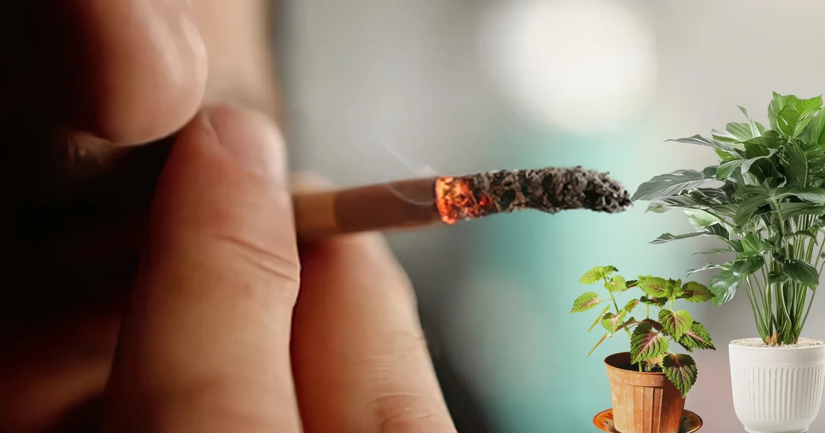 Plantas ajudam a reduzir o cheiro de cigarro em casa