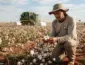 Colheita de algodão da safra 2025/26 alcança 13,11% da área em Mato Grosso, aponta Imea