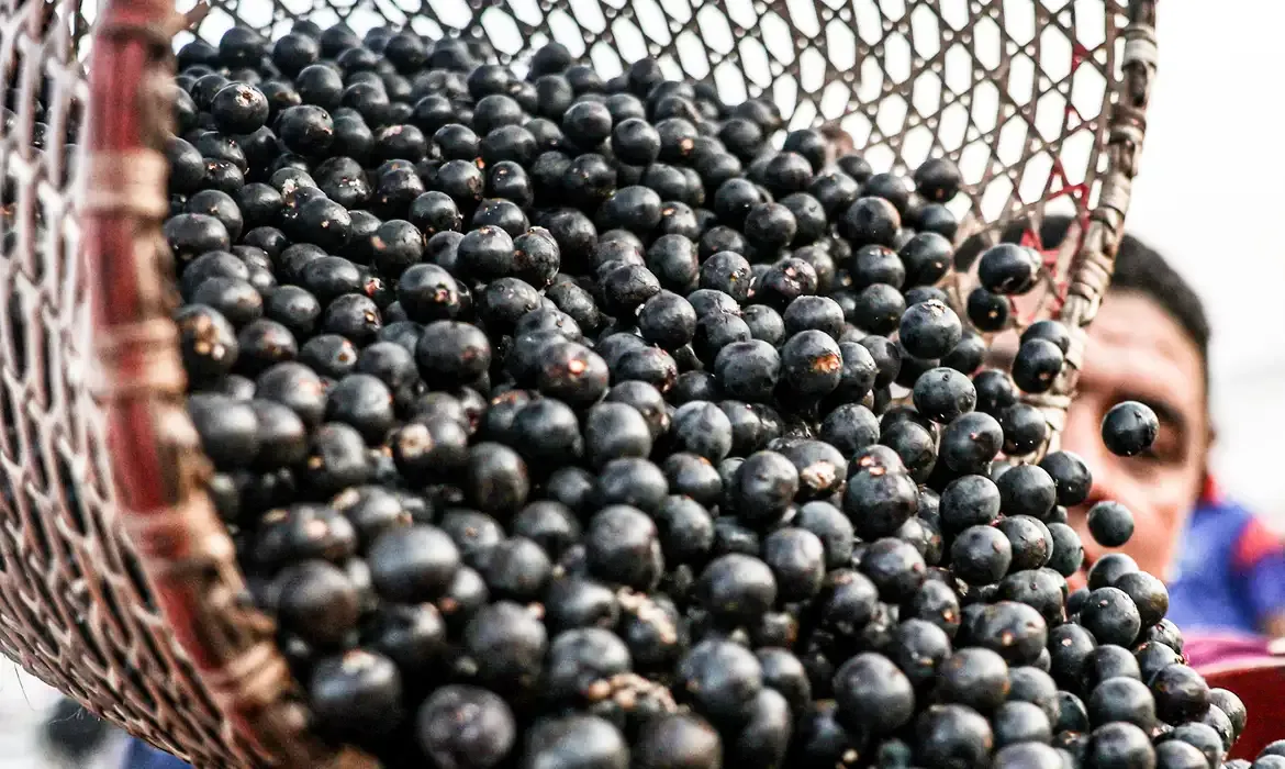 China amplia exportação de frutas congeladas brasileiras