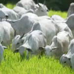China acelera compras e leva Mato Grosso ao maior abate de bovinos da história no semestre