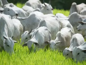 China acelera compras e leva Mato Grosso ao maior abate de bovinos da história no semestre