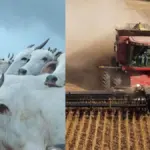 Gigante do agro que cultiva 600 mil hectares abre novas vagas de emprego em Mato Grosso