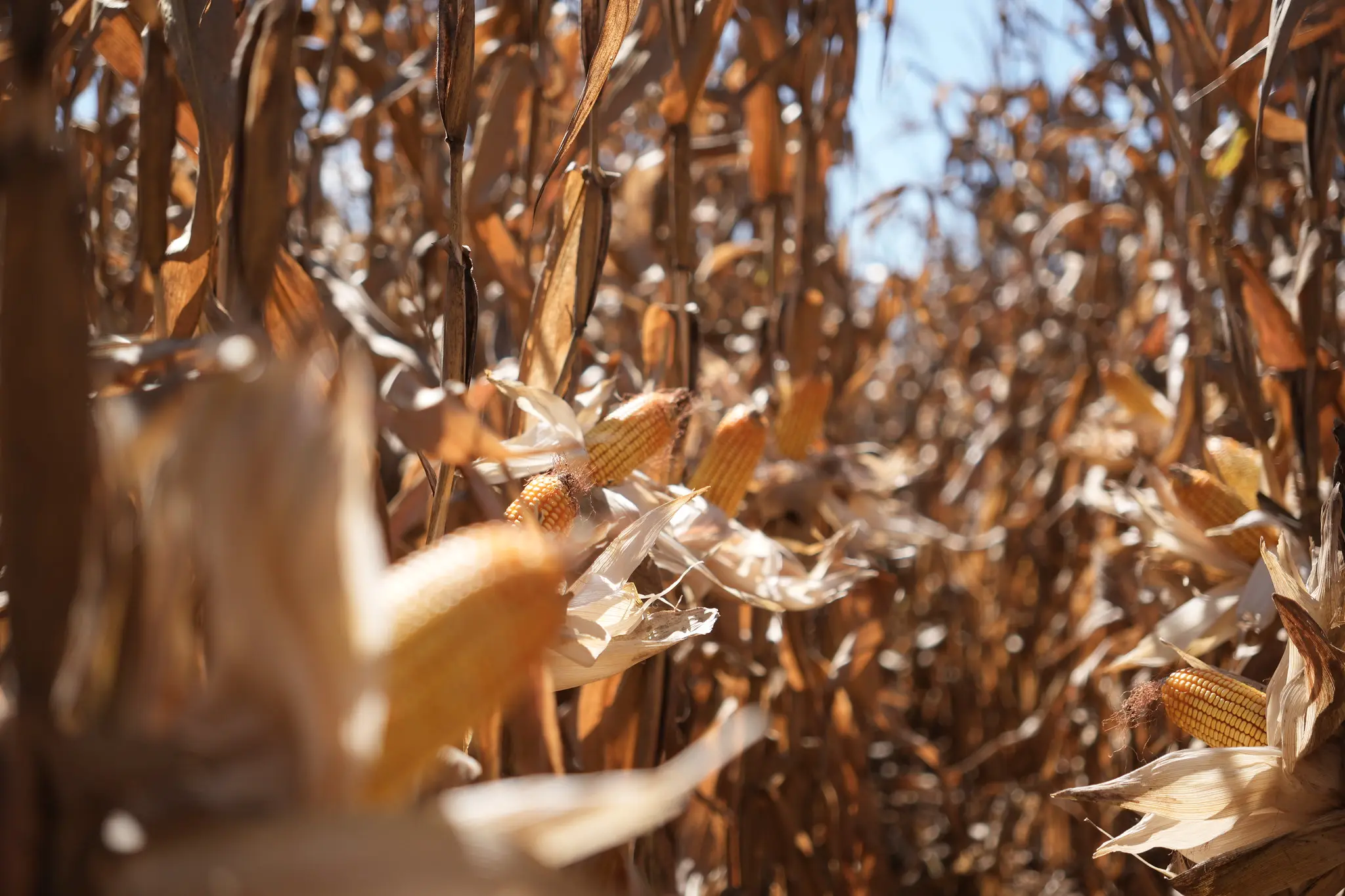 Colheita do milho entra na reta final em Mato Grosso com produtividade recorde e produção acima de 57 milhões de toneladas