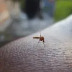 Sorriso consegue frear a dengue e a chikungunya no início de 2026