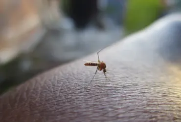 Mosquito