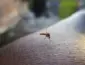 Sorriso consegue frear a dengue e a chikungunya no início de 2026
