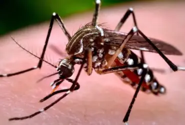Secretaria de Saúde investiga duas mortes por suspeita de dengue