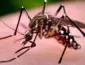 Secretaria de Saúde investiga duas mortes por suspeita de dengue e reforça alerta para prevenção durante a estiagem em Lucas do Rio Verde