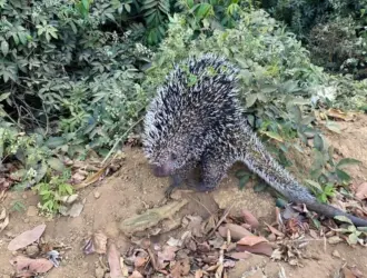 Foto do ouriço resgatado