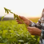 Modelo de sucesso: Tecnologia do Cerrado mato-grossense inspira expansão agrícola na Colômbia