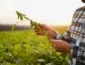 Modelo de sucesso: Tecnologia do Cerrado mato-grossense inspira expansão agrícola na Colômbia
