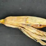 Fungo raro é identificado em lavouras de milho em Mato Grosso e acende alerta no campo