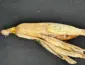 Fungo raro é identificado em lavouras de milho em Mato Grosso e acende alerta no campo