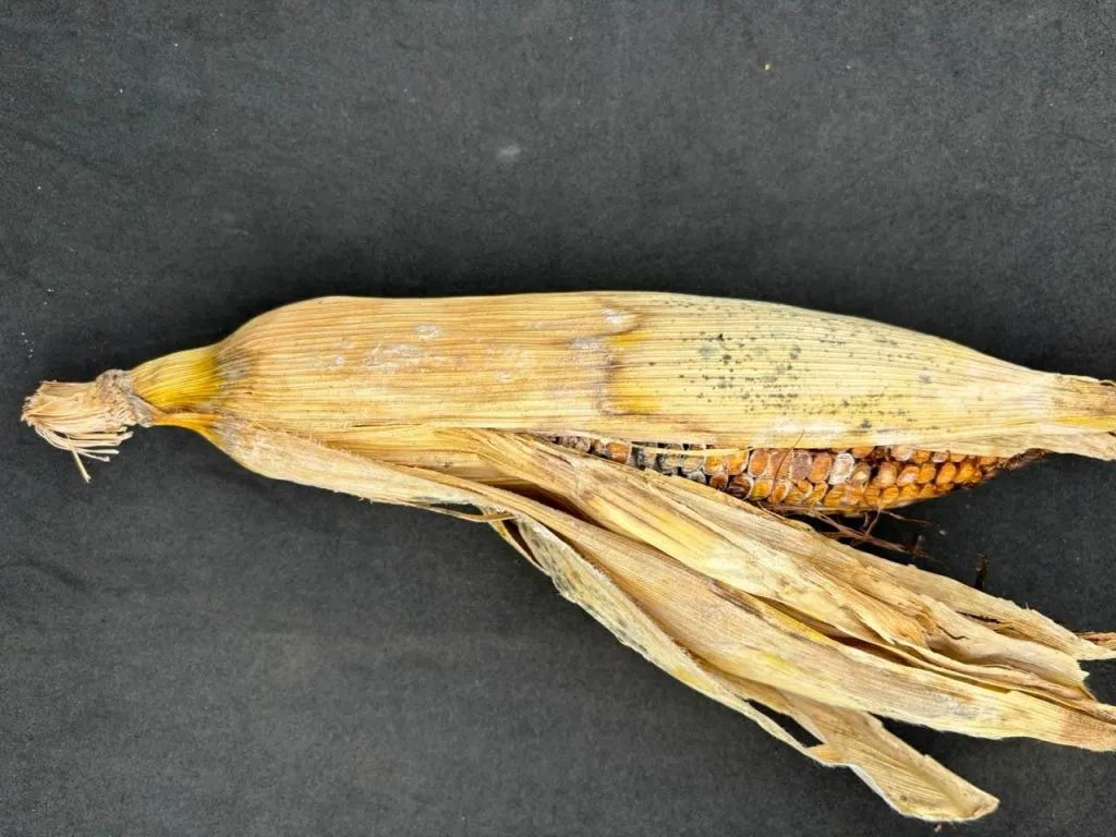 Fungo raro é identificado em lavouras de milho em Mato Grosso e acende alerta no campo