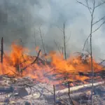 El Niño eleva risco de grandes incêndios e Mato Grosso proíbe queimadas até novembro