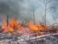 El Niño eleva risco de grandes incêndios e Mato Grosso proíbe queimadas até novembro