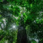 Mato Grosso revoluciona acesso a dados e assume o topo do ranking de clareza ambiental