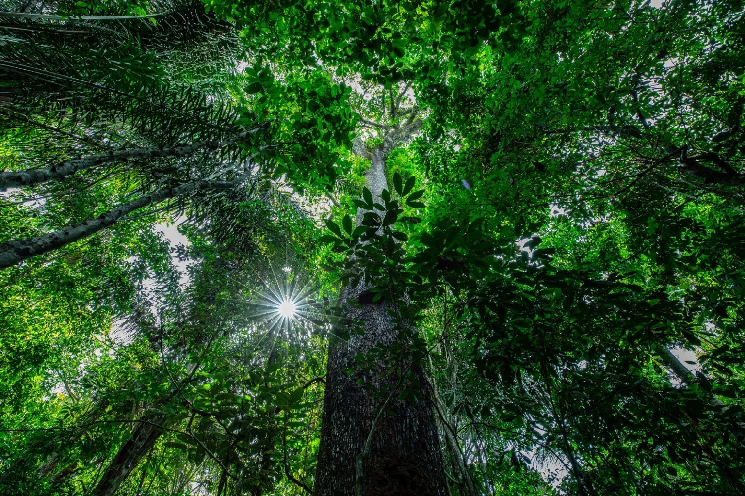 Mato Grosso revoluciona acesso a dados e assume o topo do ranking de clareza ambiental