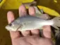 Peixes apresentam deformações recordes no litoral do Espírito Santo
