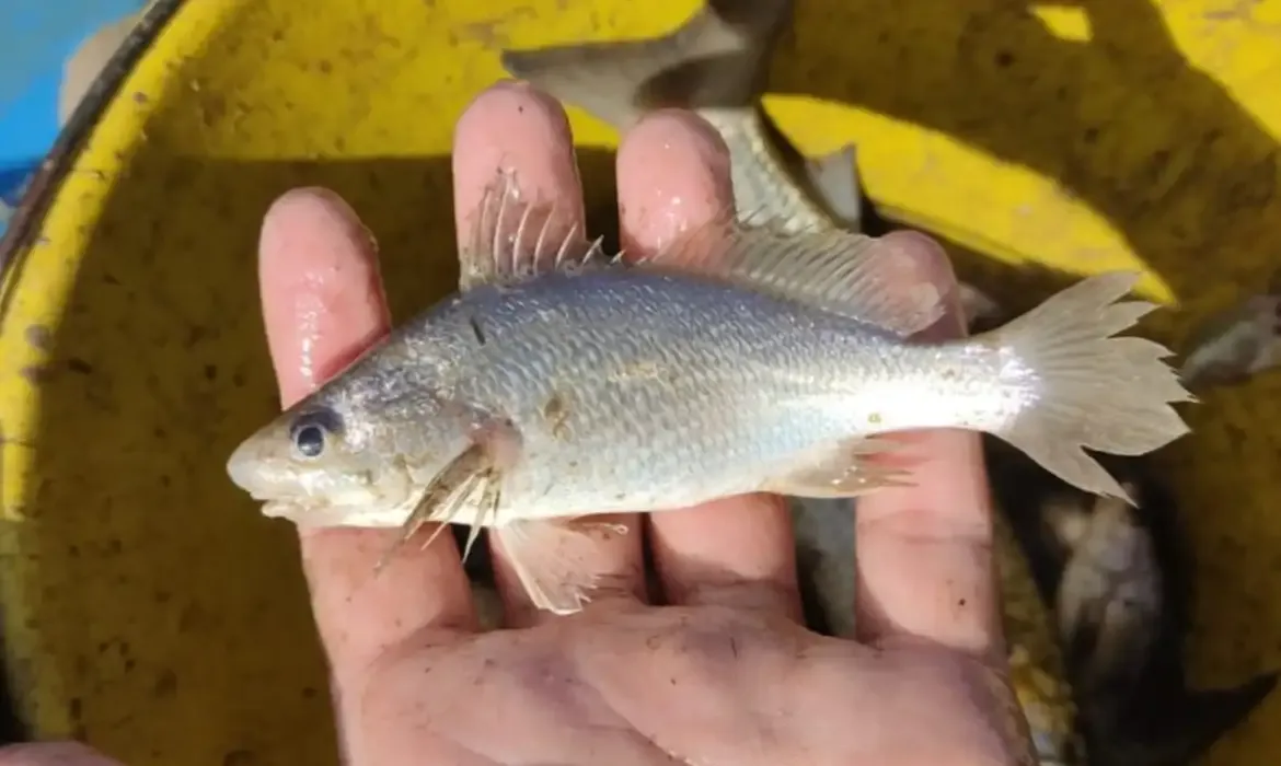 Peixes apresentam deformações recordes no litoral do Espírito Santo