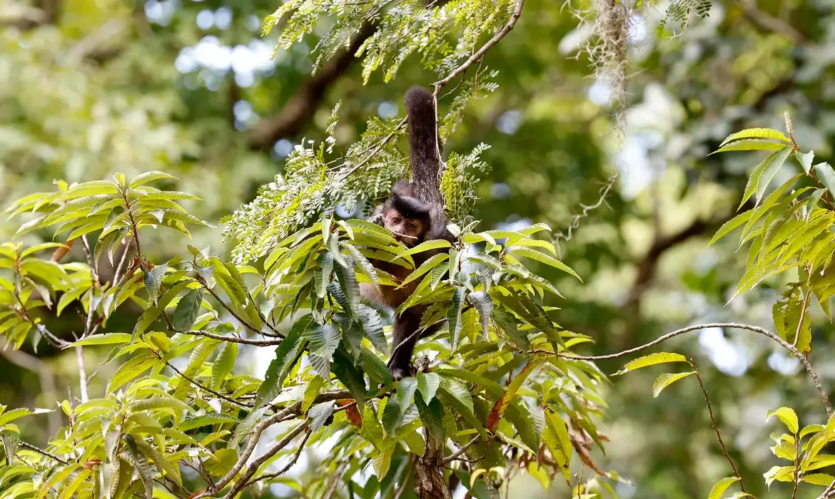 Natureza ganha apoio para ter direitos reconhecidos