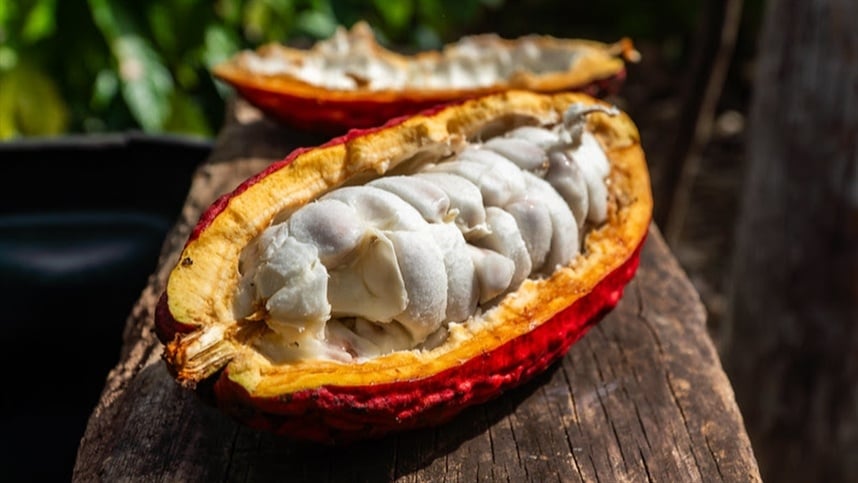 Cacau em Mato Grosso avança como alternativa de renda e pode transformar agricultura familiar