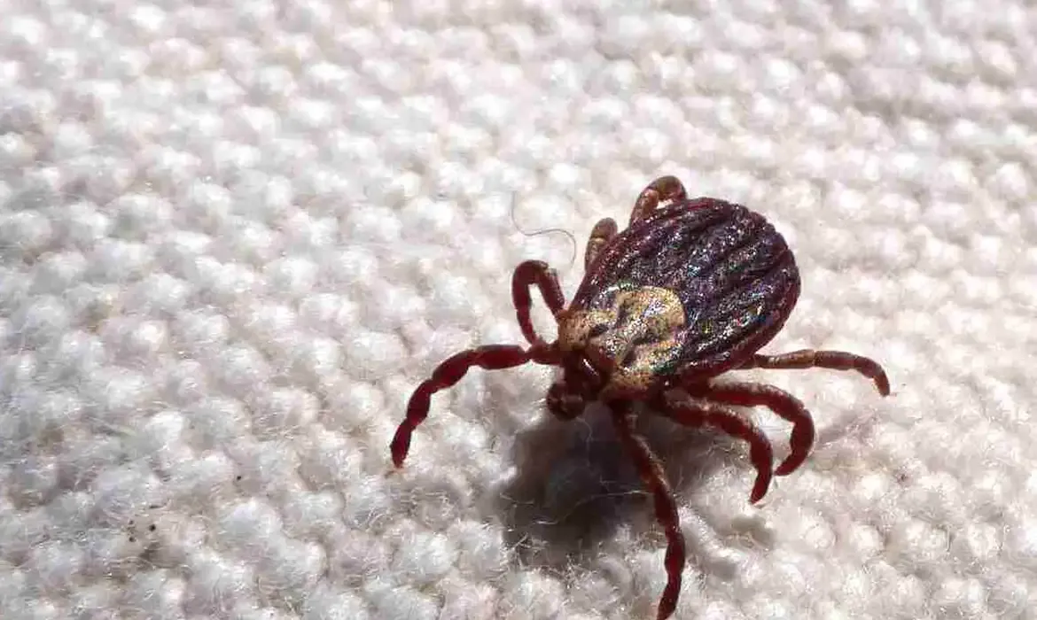Febre maculosa causa 18 mortes em São Paulo