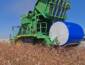 Mato Grosso caminha para recorde de produtividade do algodão, apesar da redução da área plantada