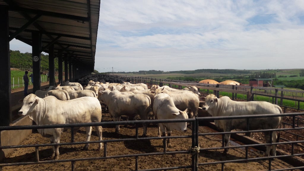 Setor Pecuário em Foco: Como o mercado de Gado e a Gestão de Fazendas movimentam a Economia em Mato Grosso