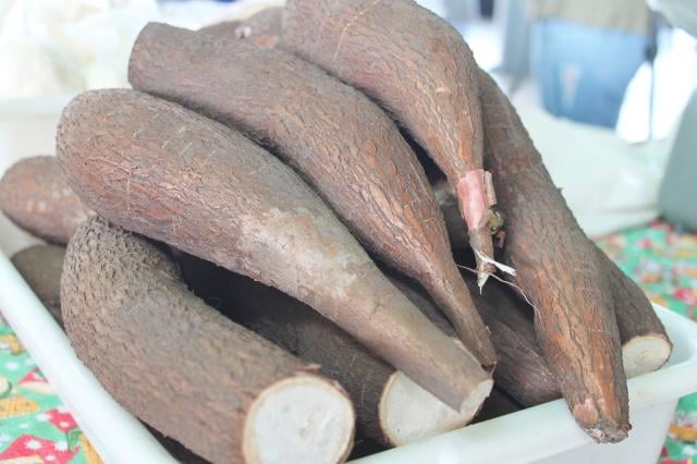 Baixa oferta mantém mandioca em alta e preço supera R$ 1 por grama de amido