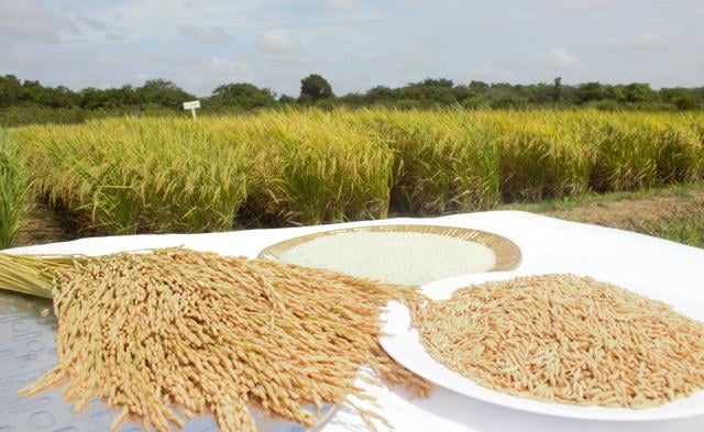 Baixa oferta sustenta cotações do arroz no RS